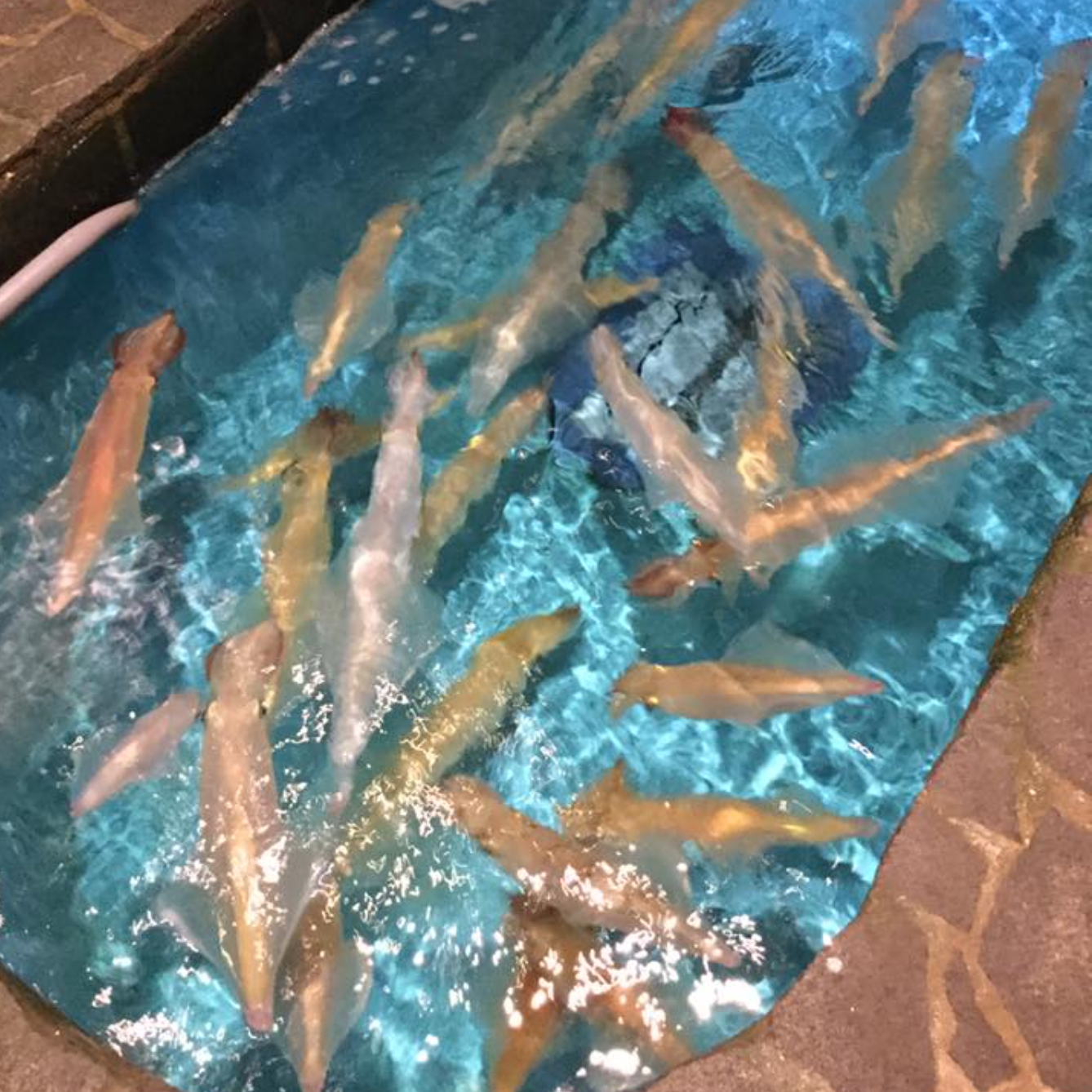 いか活き造りと博多尽くし 雑魚屋 長崎思案橋店 いけす